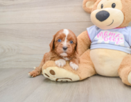 5 week old Cavapoo Puppy For Sale - Simply Southern Pups