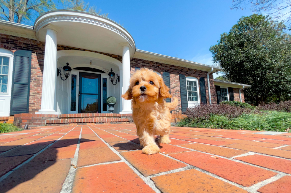 9 week old Cavapoo Puppy For Sale - Simply Southern Pups
