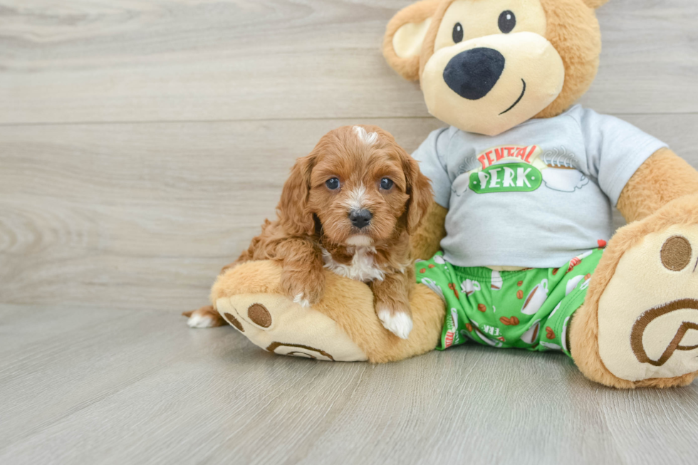 Cavapoo Pup Being Cute