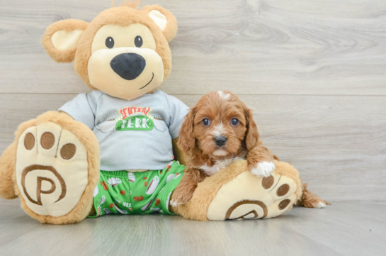 Best Cavapoo Baby