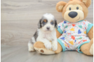 Cute Cavapoo Baby