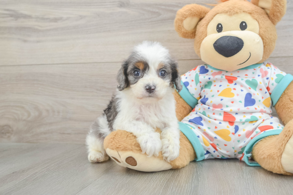 Cute Cavapoo Baby