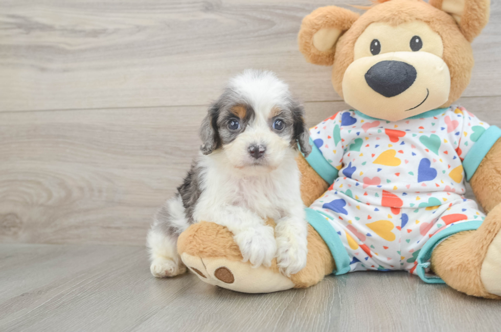 6 week old Cavapoo Puppy For Sale - Simply Southern Pups