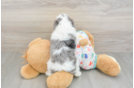 Cute Cavapoo Baby
