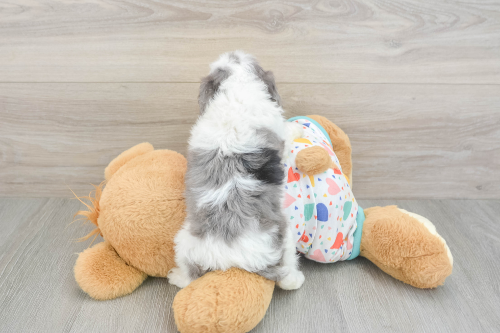 Cute Cavapoo Baby