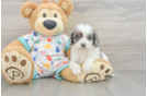 Cavapoo Puppy for Adoption
