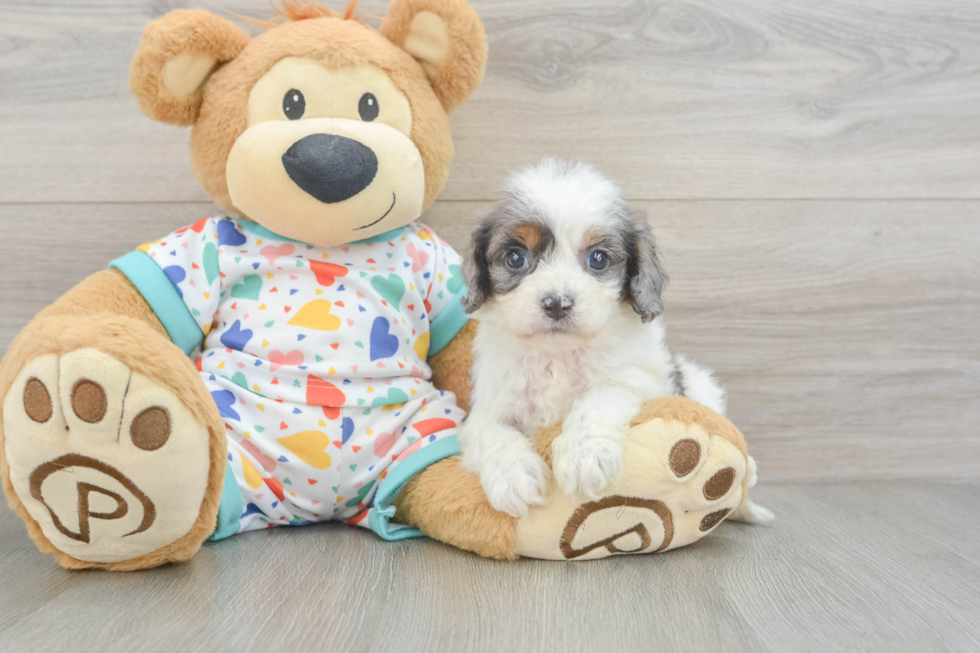 Cavapoo Puppy for Adoption