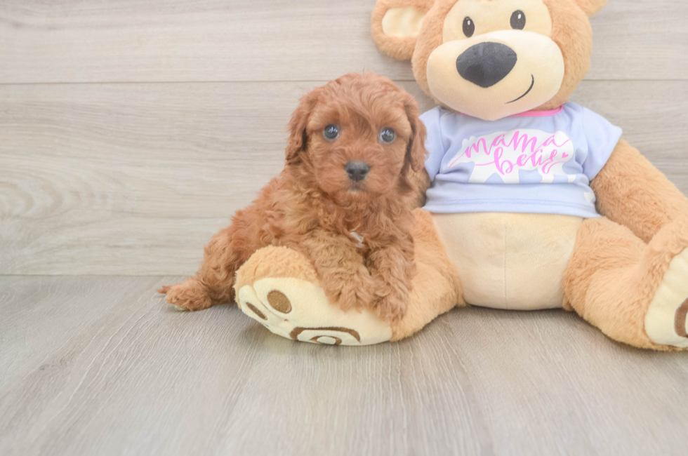 5 week old Cavapoo Puppy For Sale - Simply Southern Pups