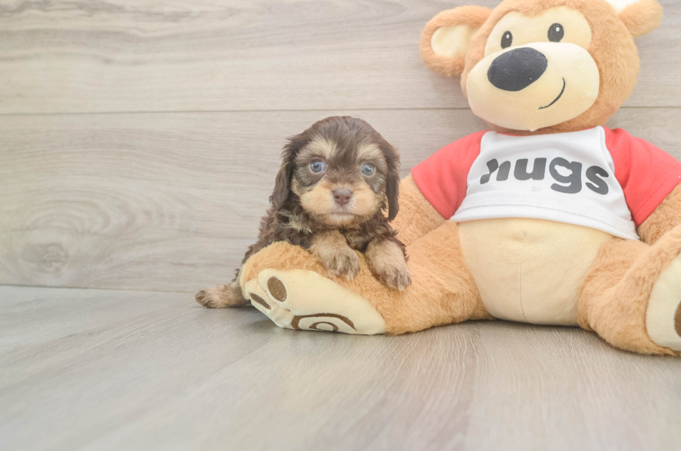 5 week old Cavapoo Puppy For Sale - Simply Southern Pups