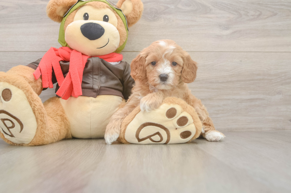 5 week old Cavapoo Puppy For Sale - Simply Southern Pups