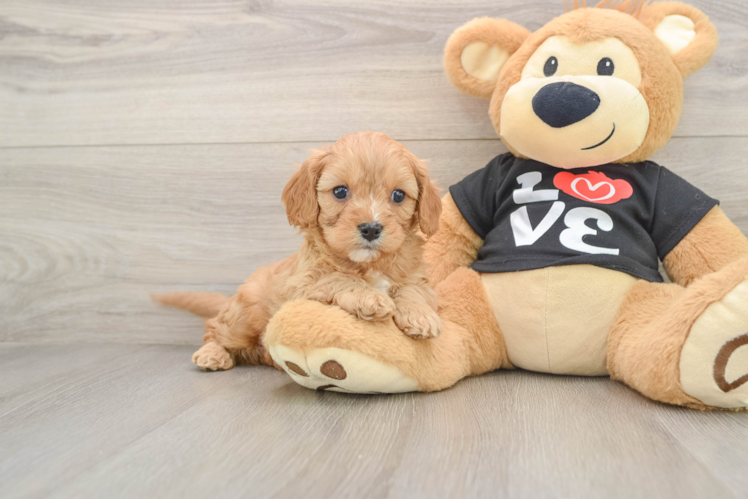 Cavapoo Pup Being Cute