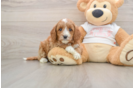 Happy Cavapoo Baby