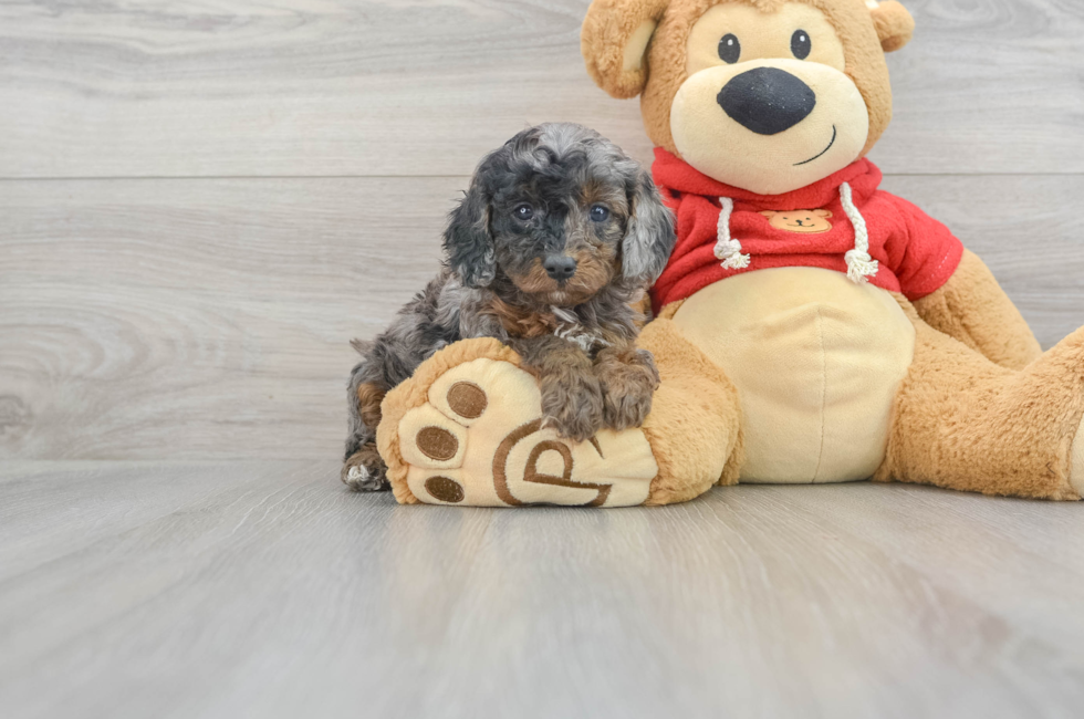 8 week old Cavapoo Puppy For Sale - Simply Southern Pups