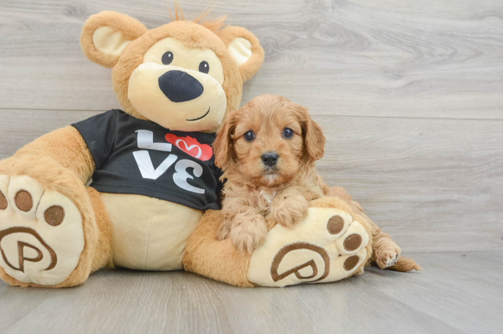 5 week old Cavapoo Puppy For Sale - Simply Southern Pups