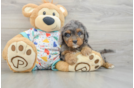 Cavapoo Pup Being Cute