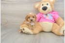 Funny Cavapoo Poodle Mix Pup