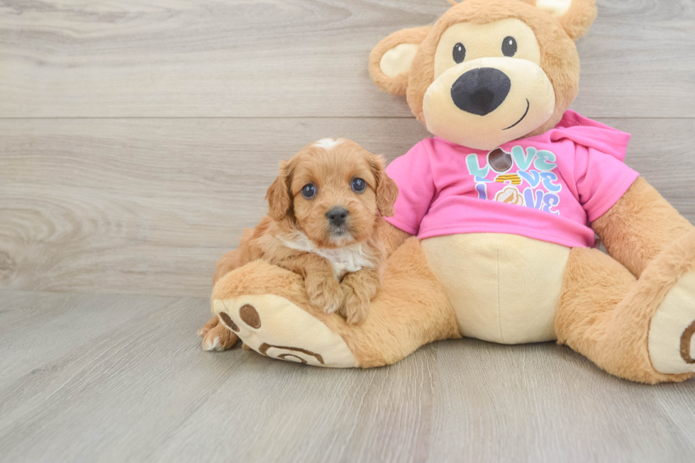 Funny Cavapoo Poodle Mix Pup