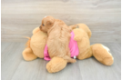 Cavapoo Puppy for Adoption