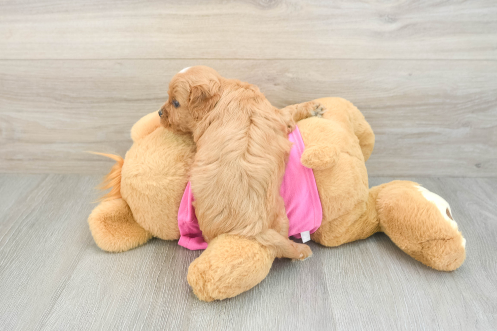 Cavapoo Puppy for Adoption