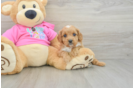Friendly Cavapoo Baby