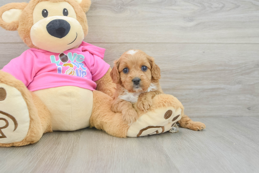 Friendly Cavapoo Baby