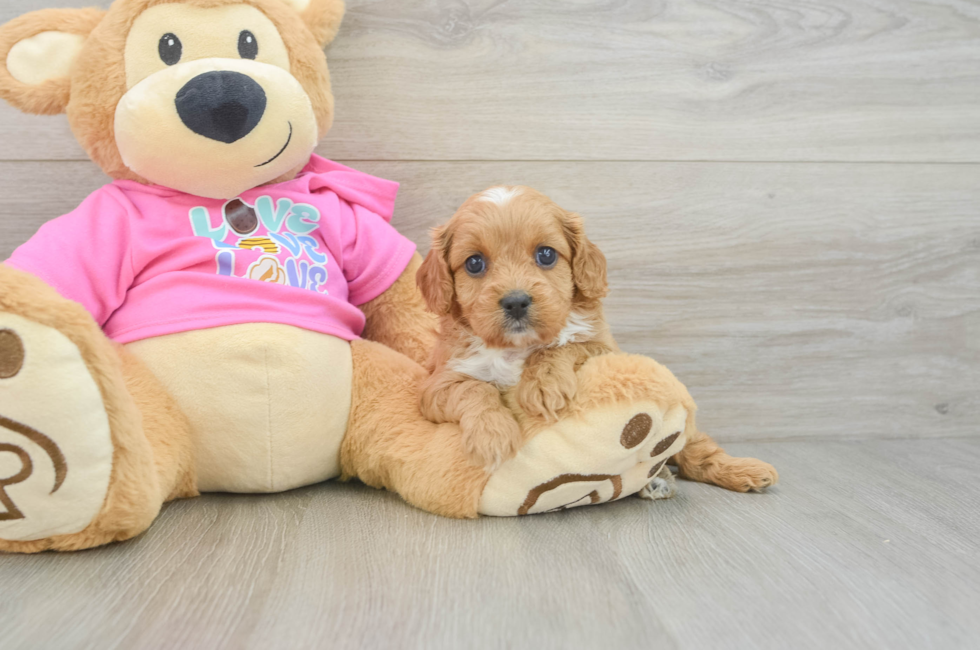 6 week old Cavapoo Puppy For Sale - Simply Southern Pups