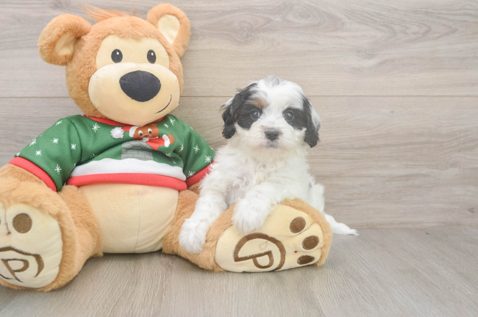 5 week old Cavapoo Puppy For Sale - Simply Southern Pups