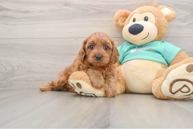 Cavapoo Pup Being Cute