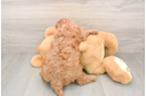 Cavapoo Puppy for Adoption