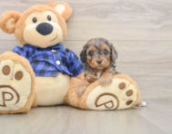 8 week old Cavapoo Puppy For Sale - Simply Southern Pups