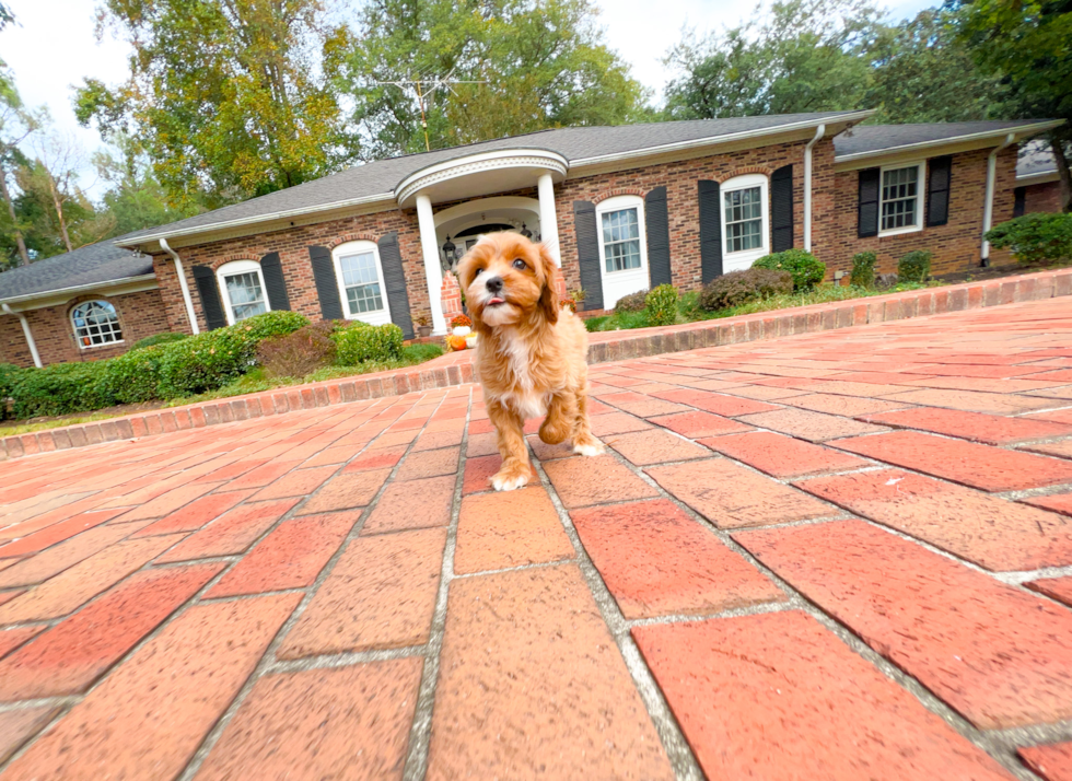 Cavapoo Pup Being Cute