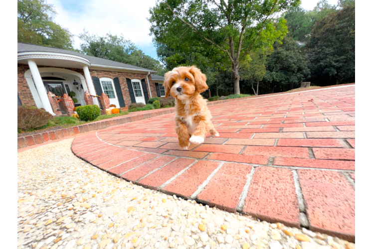 Cute Cavapoo Baby