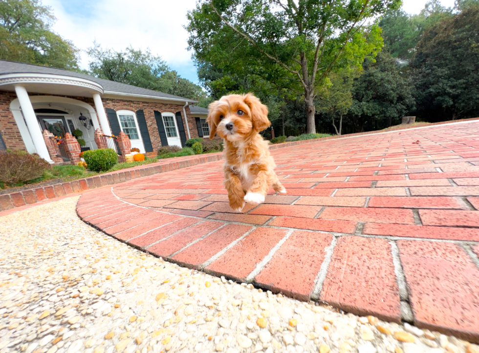 Cute Cavapoo Baby