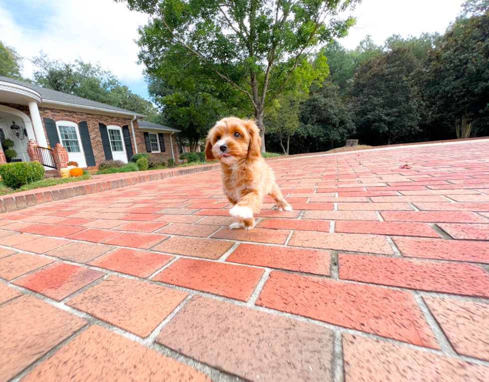 Cute Cavapoo Baby