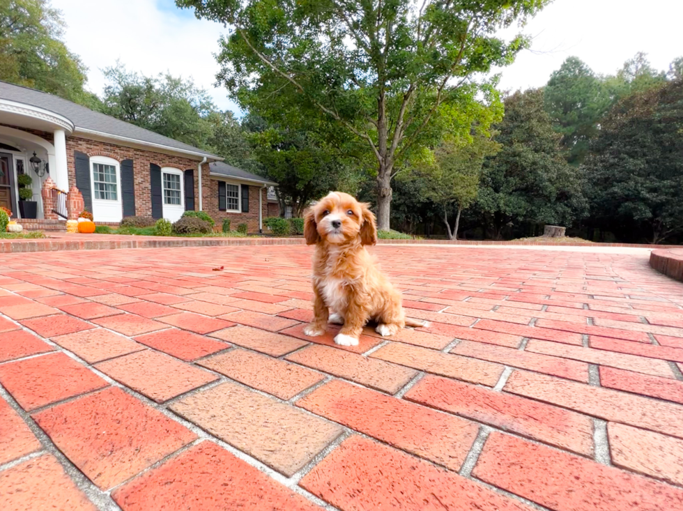 Cute Cavapoo Baby