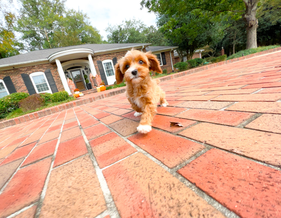 Cute Cavoodle Poodle Mix Puppy