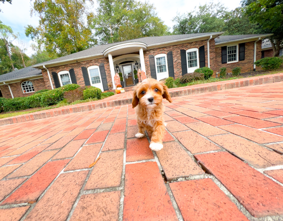 Cute Cavapoo Baby