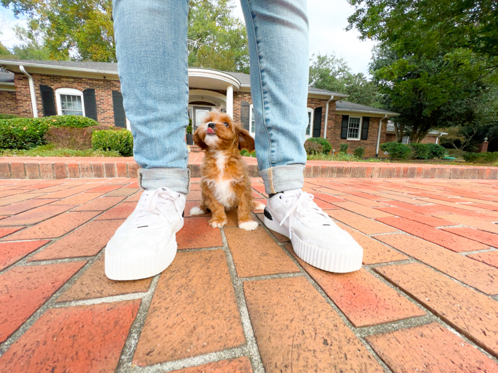 Cute Cavapoo Baby