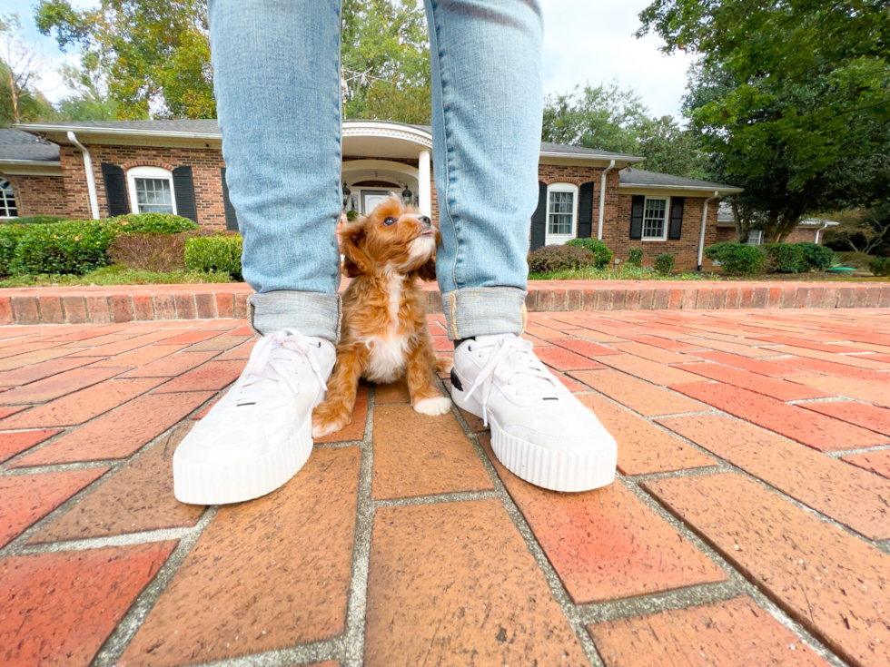 Cute Cavapoo Baby
