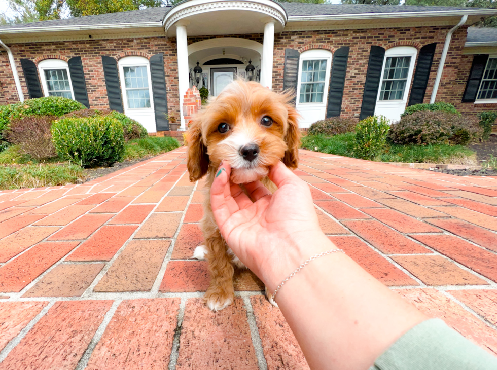 Cute Cavoodle Poodle Mix Puppy