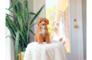 Cute Cavalier King Charles Spaniel and Poodle Mix Poodle Mix Puppy