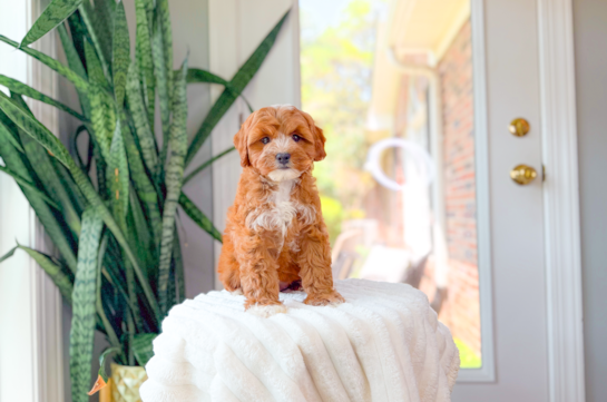Cavapoo Pup Being Cute