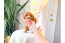 Cavapoo Puppy for Adoption