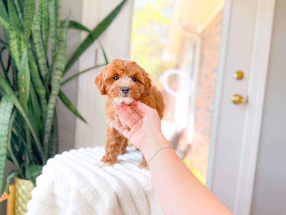 Cavapoo Puppy for Adoption