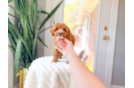 Cavapoo Pup Being Cute