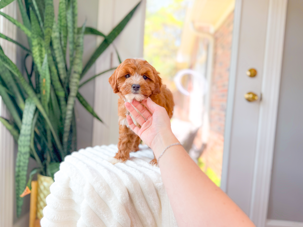 Cavapoo Pup Being Cute