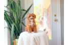 Cavapoo Puppy for Adoption