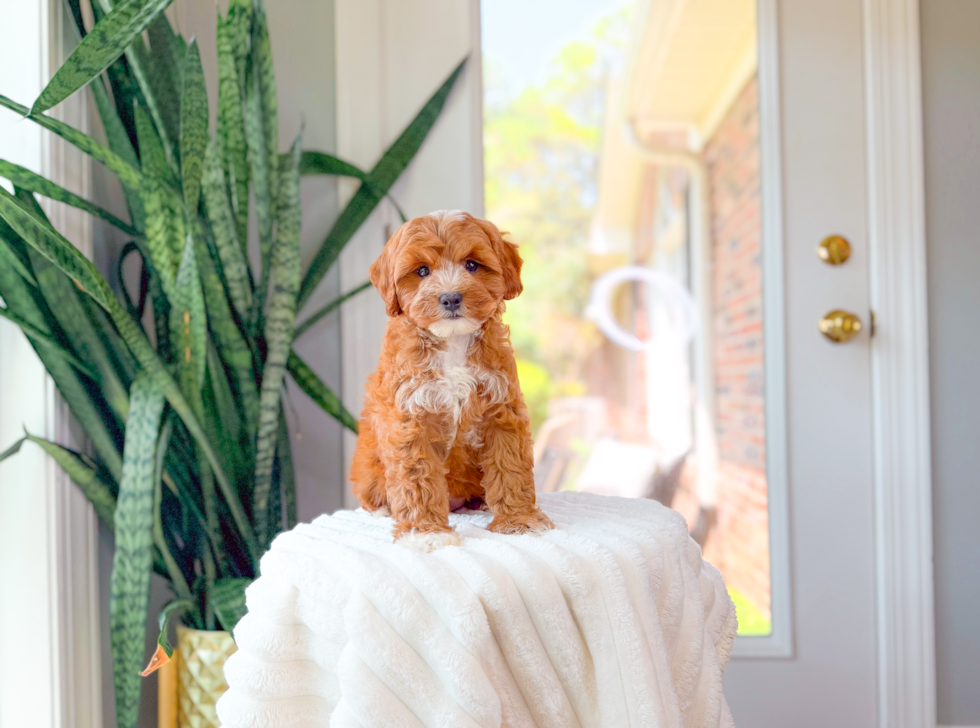 Cavapoo Puppy for Adoption