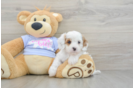 Cavapoo Puppy for Adoption