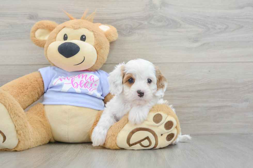 5 week old Cavapoo Puppy For Sale - Simply Southern Pups